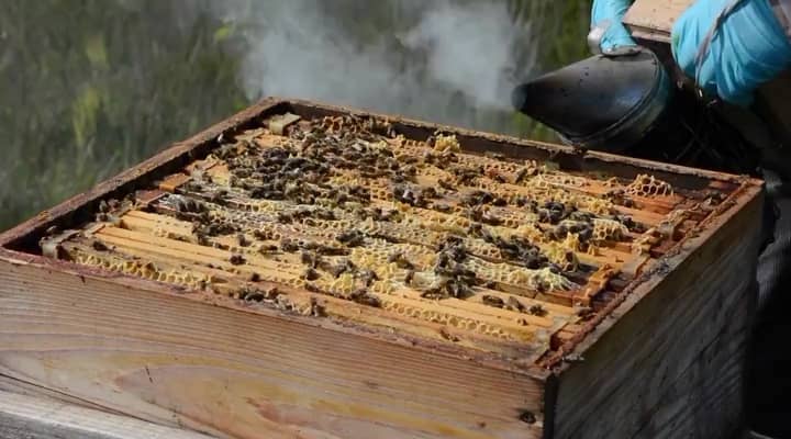 illustration apiculture